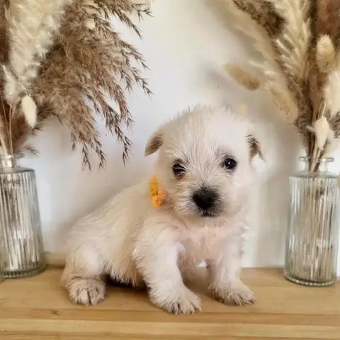 West Highland White Terrier  Boston