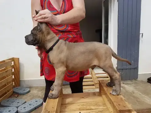 Cane Corso  Sans Collier Du Domaine Des Vents Landais 3dba4 photo 2
