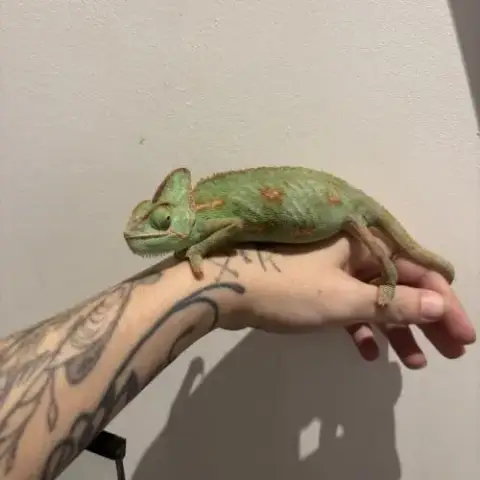 Chamaeleo Calyptratus