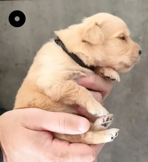 Golden Retriever  Baby Warrior Des Bois Ronflants
