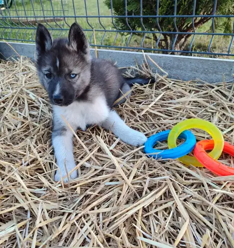 Siberian Husky  Collier Rouge De L'Étoile Sibérienne f3e32 photo 3