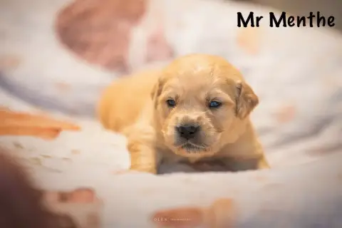 Golden Retriever  Monsieur Menthe Des Terres Sacrées  2d76b