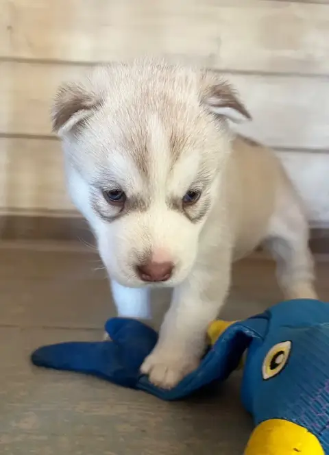 Siberian Husky  Baïkal De La Fleur De Lys De La Terno 6766b photo 2