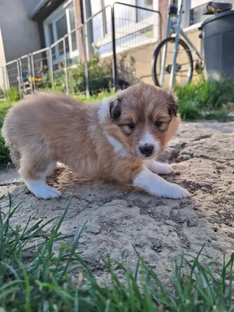 Shetland Sheepdog  Barbie photo 2