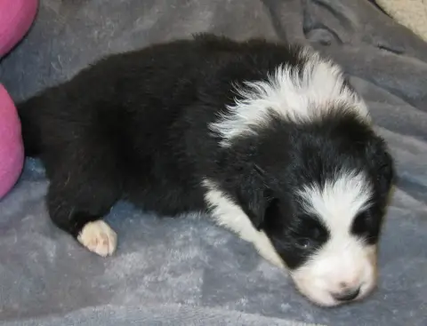 Border Collie  Chiot N°3 De La Vallee Du Douro