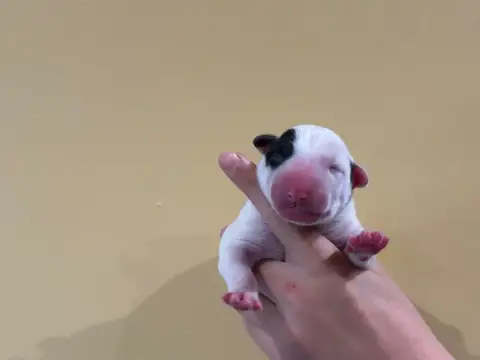 Bull Terrier  Chiot 2 Thud And Cuddles photo 2