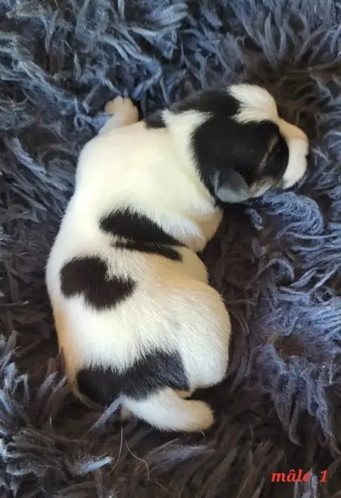 Jack Russell Terrier  Tricolore Du Bois De Lhu photo 2