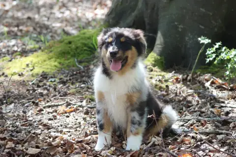 Berger Australien  Born For Lalouh'S Memory "Barack"  186e6