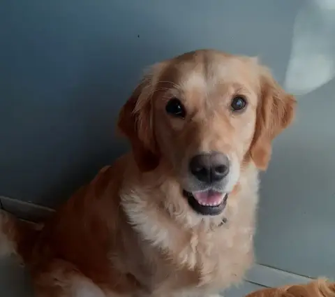 Golden Retriever  Miss Rouge Des Jardins D'Or Et D'Am 9b4e0 photo 3