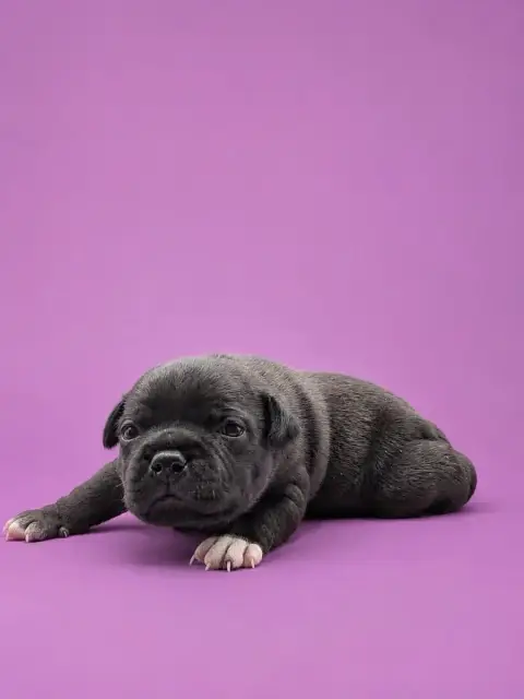 Staffordshire Bull Terrier 
                        F ebbf1