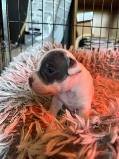 Staffordshire Bull Terrier  Bamboo Du Pirasset