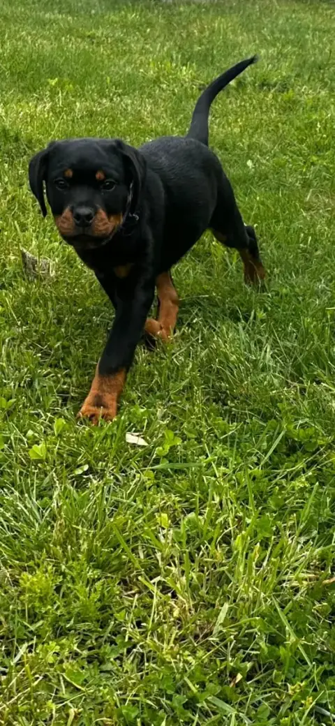 Rottweiler  Bella Du Valhalla Des Anges Noirs photo 3