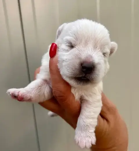 West Highland White Terrier  Chiot N°2 Du Coeur Des T 3367c