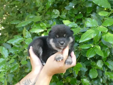 Shiba  Male Sans Collier Du Temps Des Amazones
