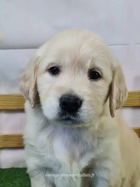 Golden Retriever  Bergamote Du Mont De La Chenaie