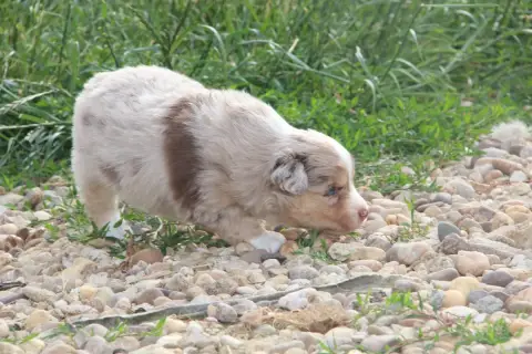 Berger Américain Miniature  Chiot N°2 Na Caorrun photo 3