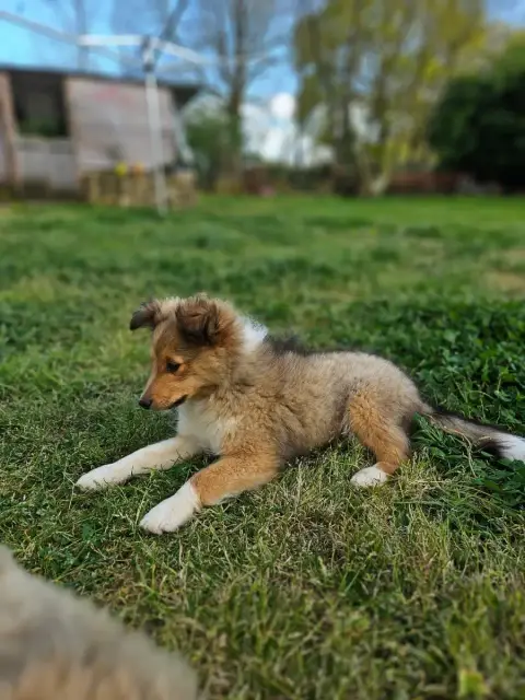 Shetland Sheepdog  Asterix Du Domaine Du Chigny photo 3