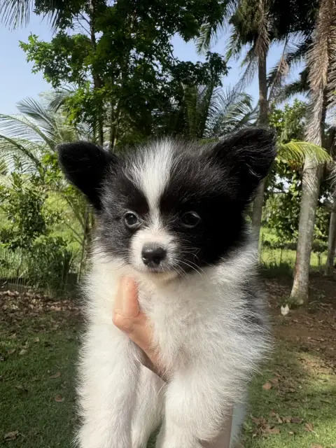 Epagneul Nain Continental (Papillon)  Bobby Des Iles  b41e2