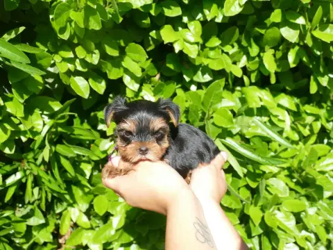 Yorkshire Terrier photo 3