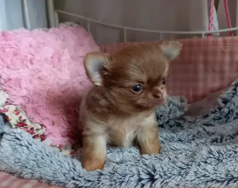 Chihuahua  Chiot 3 Des Petites Brindilles photo 2