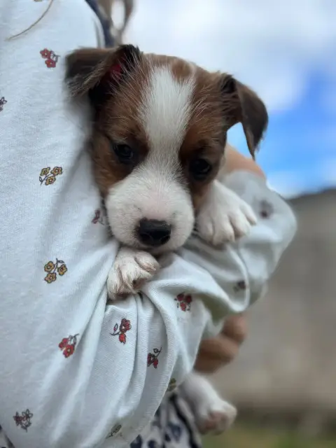 Jack Russell Terrier  Basile Des Joyaux De La Pompado c5dcc