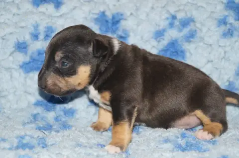 Bull Terrier Miniature  Chiot 1 Du Trésor Des Mines edf50