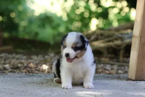 Berger Australien  Chiot N°1 Des Canailles De La Berg d91b1 photo 2