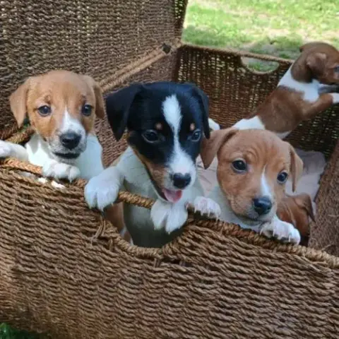 5 Magnifiques Chiots Jack Russell À L Adoption.
