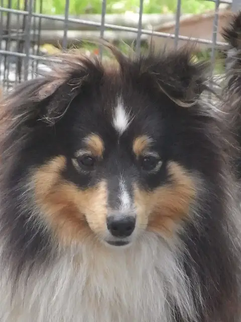 Shetland Sheepdog photo 3
