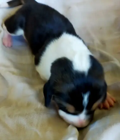 Basset Artesien Normand  Chiot N°4 Des Terres Du Doux 80267