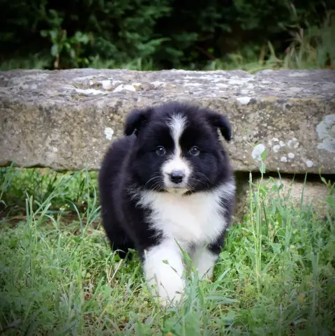 Berger Australien  Chiot N°6 Red Rock River
