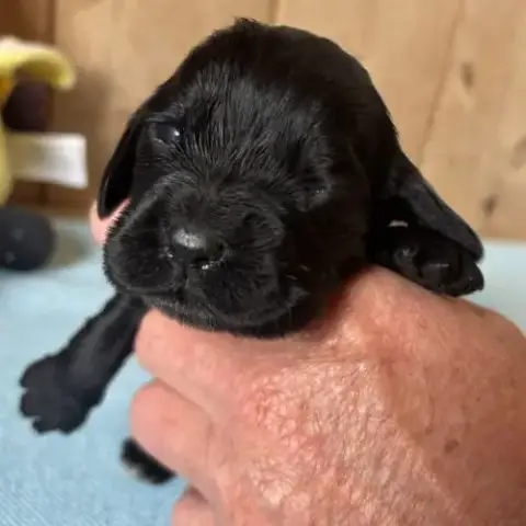 Cocker Anglais Chiots Lof