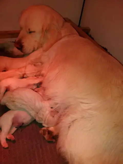 Golden Retriever  Chiot 2 De Sweety Fox
