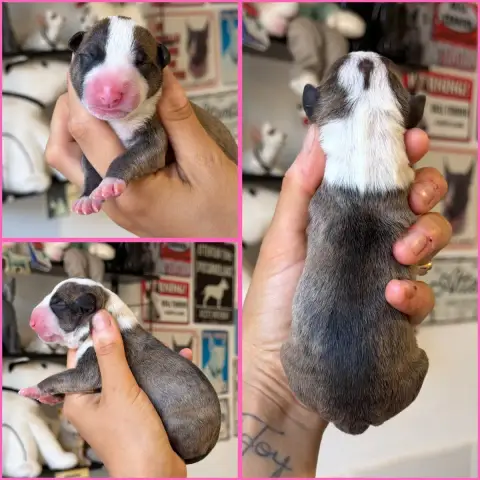 Bull Terrier Miniature