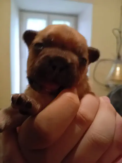 Bouledogue Français  Chiot N°6 Da Cidade Invicta