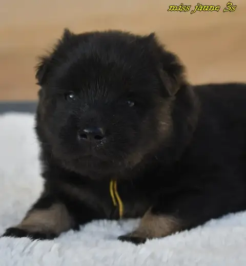 Eurasier  Chiot 1 Des Legendes De Retz