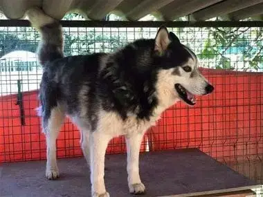 Siberian Husky  Chiot N°1 De Romane De La Fardelle photo 3