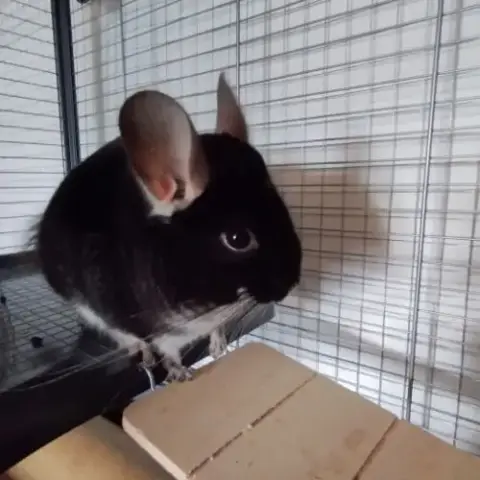 À Vendre : Petite Famille De 4 Chinchillas + Cages