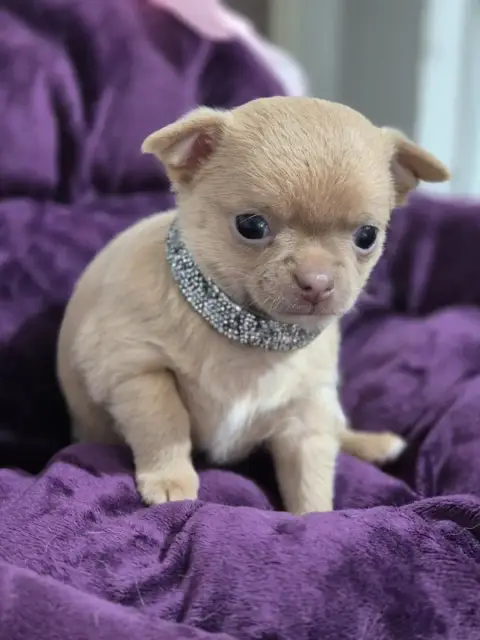 Chihuahua  Bohem Des Petits Diamants Précieux photo 3