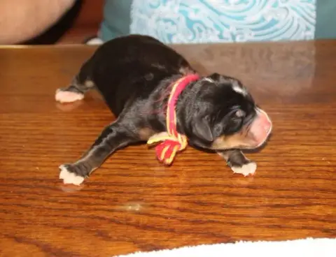 Grand Bouvier Suisse  Femelle Rose Jaune Du Logis De  e63e7