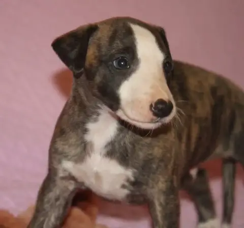 Whippet  Brown Sugar De Tetiaroa photo 3