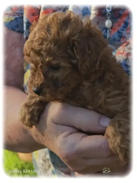 Caniche  Bambou De La Cascade Saint Nicolas photo 3