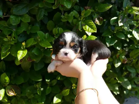 Cavalier King Charles Spaniel  Collier Orange Du Temp 4f115 photo 2