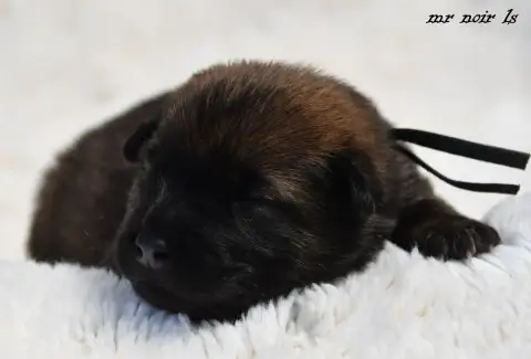 Eurasier  Chiot 7 Des Legendes De Retz photo 2