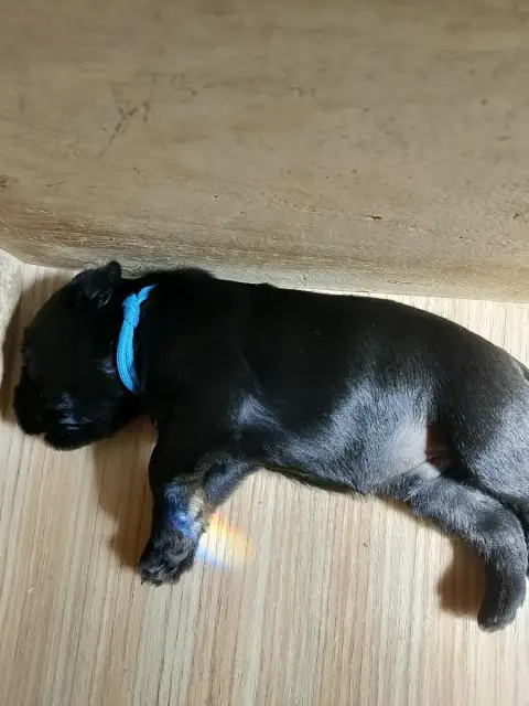 Schnauzer Miniature  Baron Des Terres D'Iroise