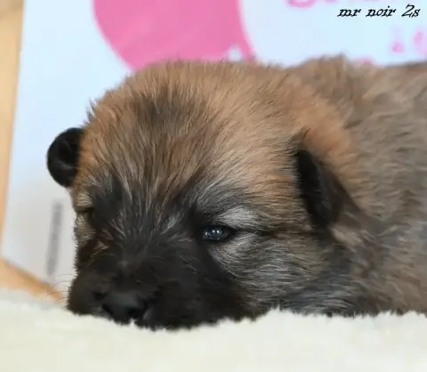 Eurasier  Chiot 6 Des Legendes De Retz photo 3