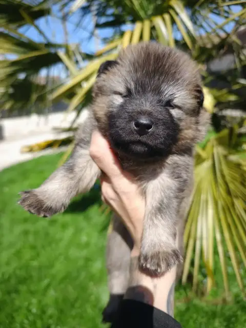 Eurasier  Vert Des Cerberes De Gaïa