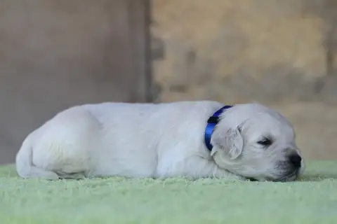 Golden Retriever photo 3
