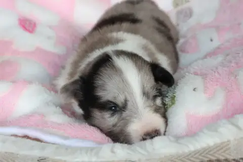 Shetland Sheepdog  Chiot N°4 Du Royaume De La Petite  4b8ae photo 2