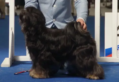 Terrier Tibetain  Bb Bleu Clair De La Tribu De Dawa 606be photo 3